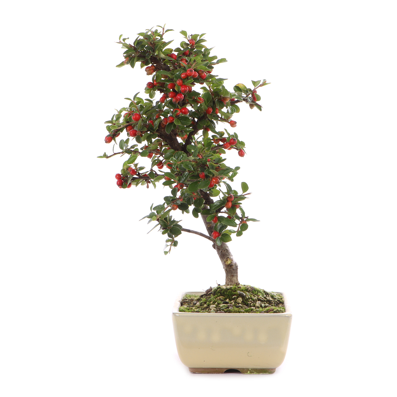 Cotoneaster praecox