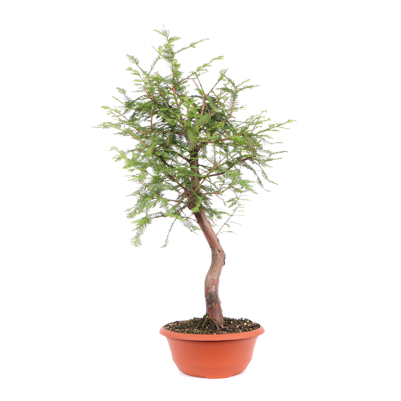 Seitenansicht rechts