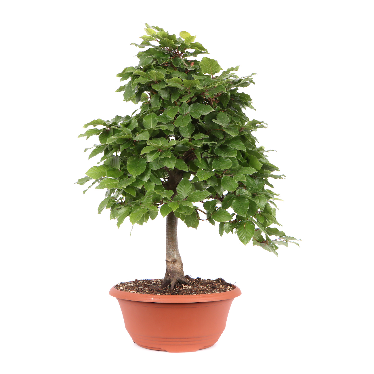 Seitenansicht rechts