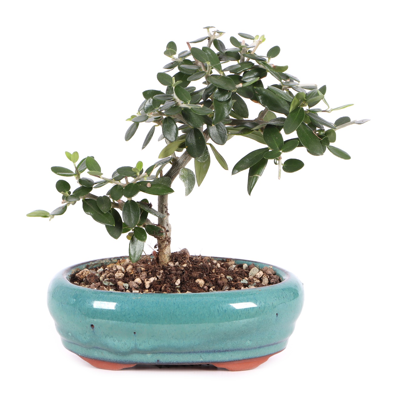 Olea europaea subsp. sylvestris