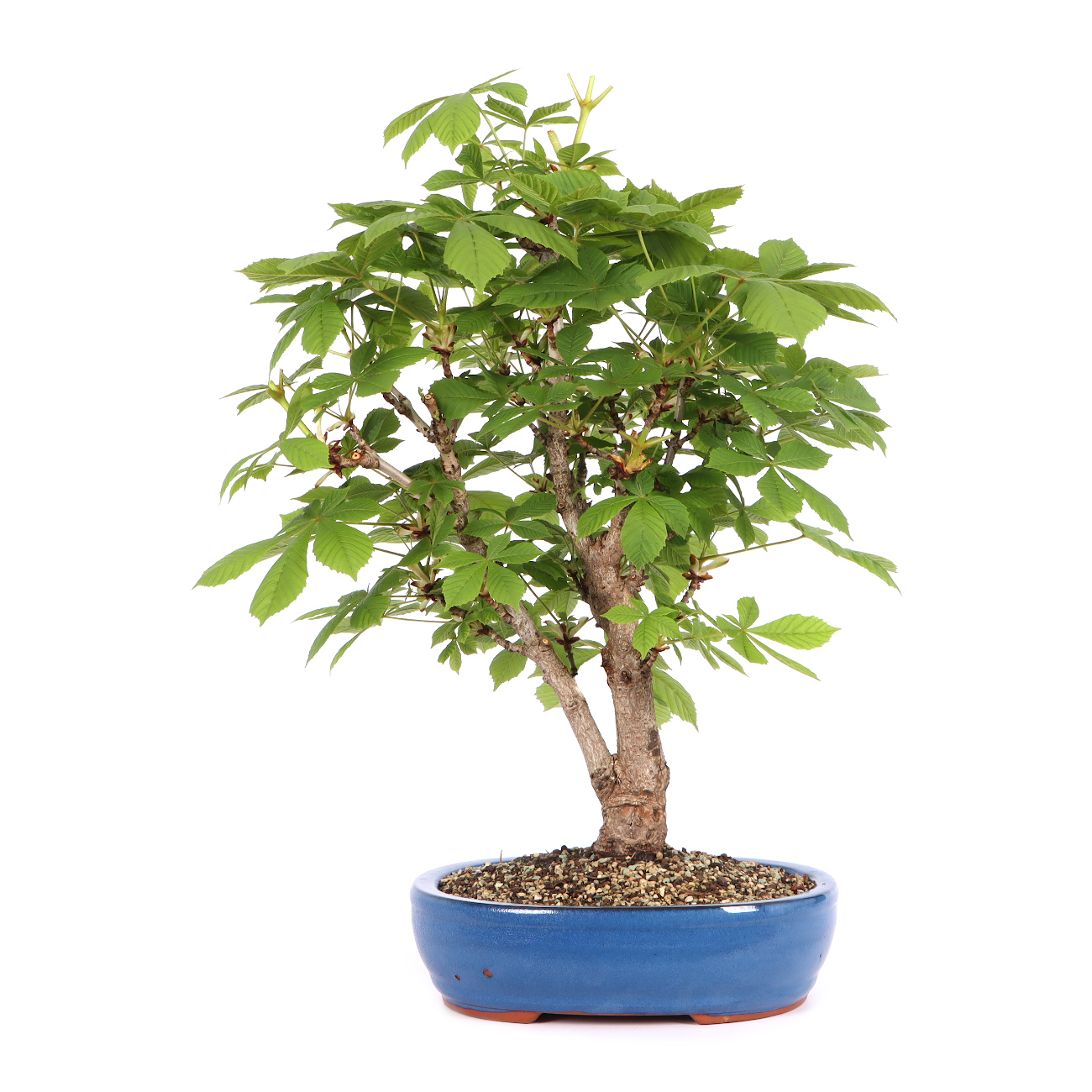 Aesculus hippocastanum