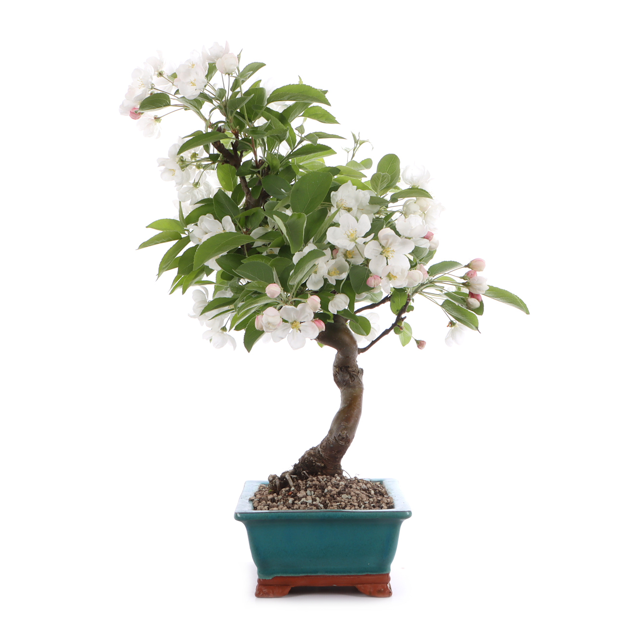 Malus spec.
