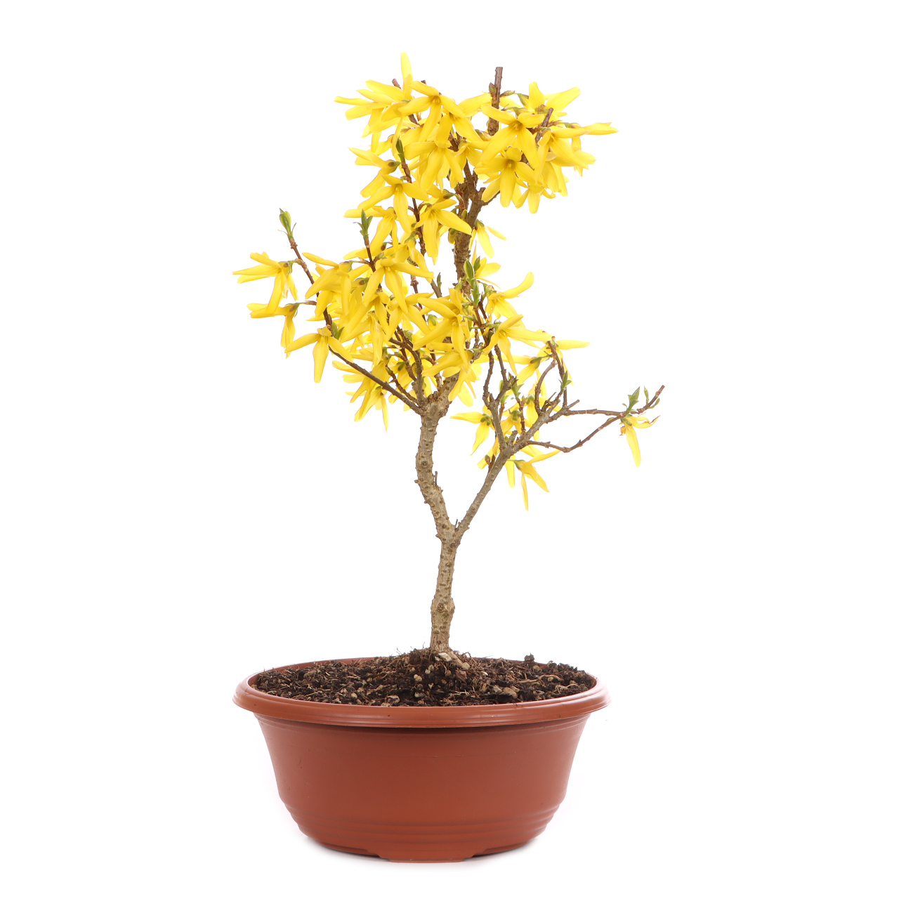 Forsythia x intermedia 'Minigold'
