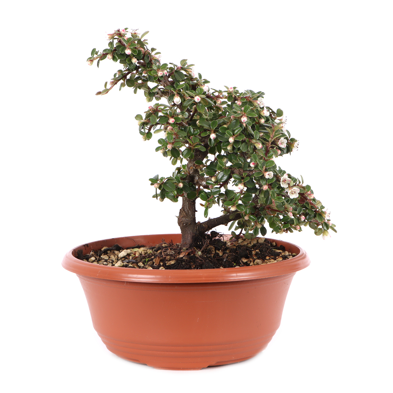 Cotoneaster microphyllus 'Cochleatus'