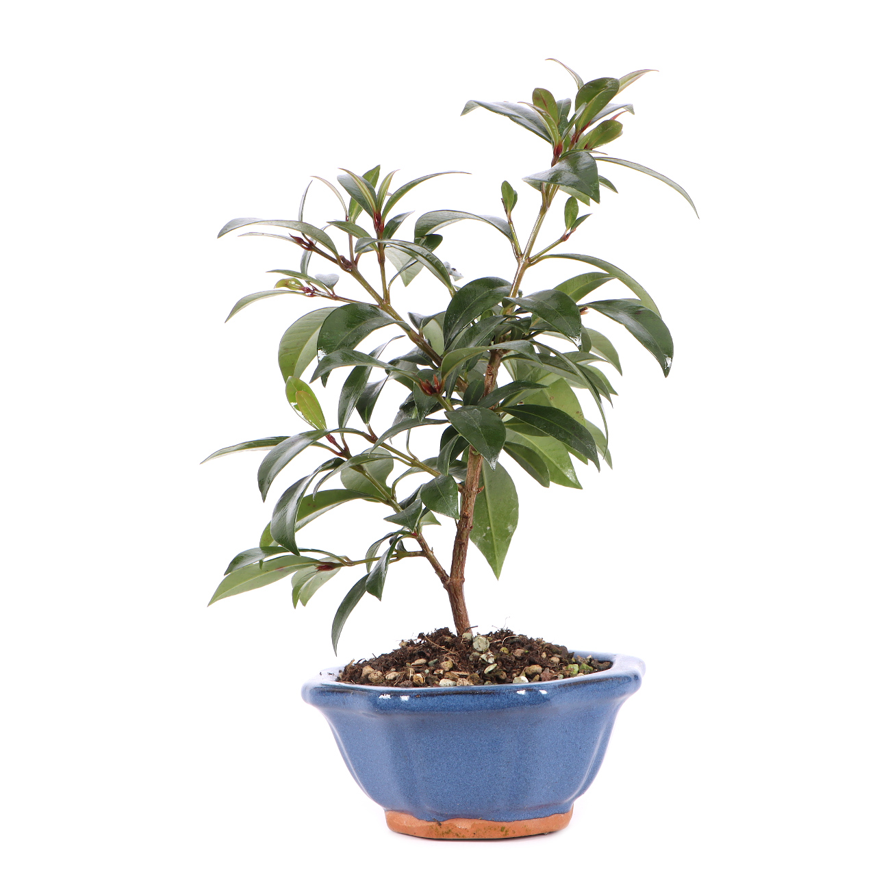 Syzygium paniculatum