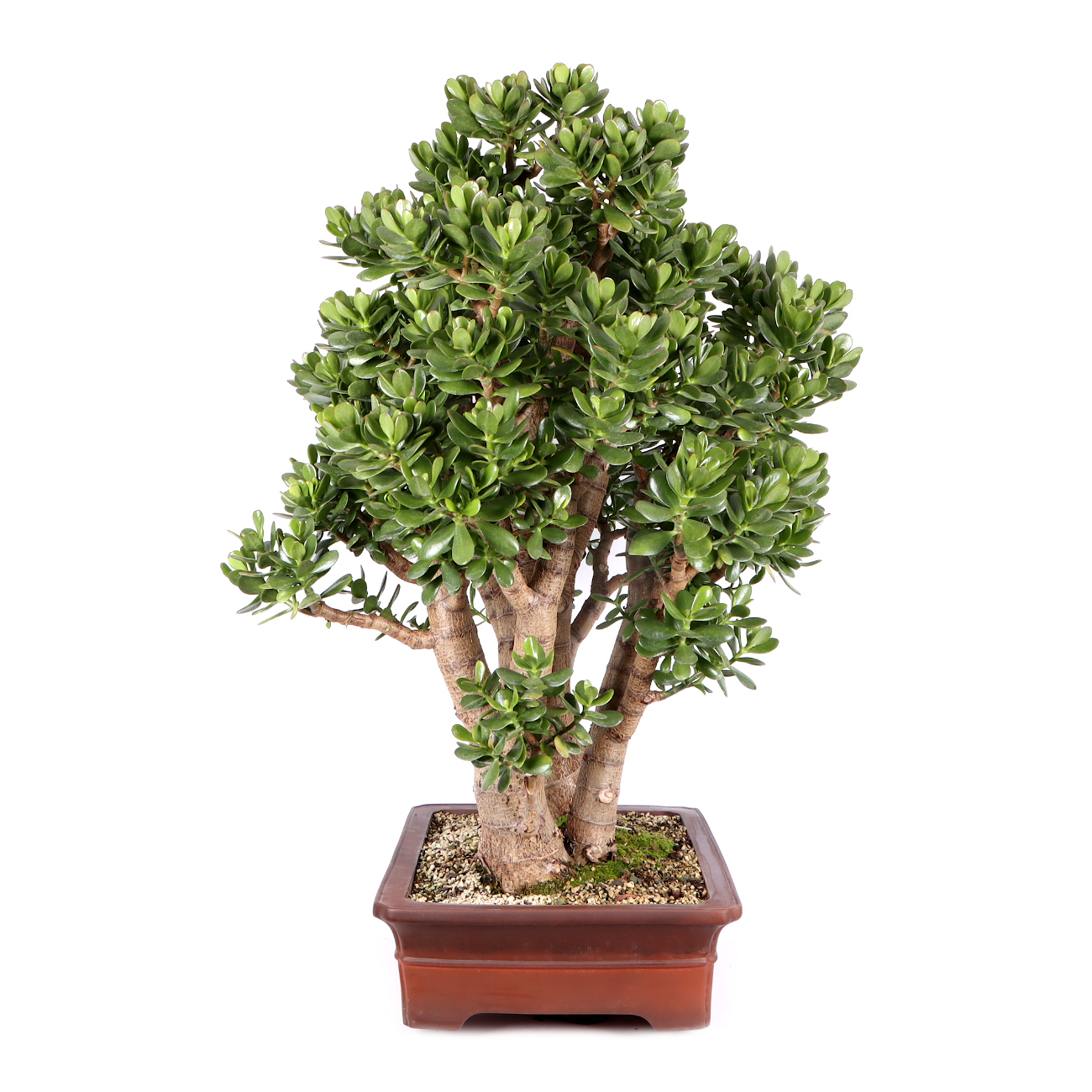 Seitenansicht rechts