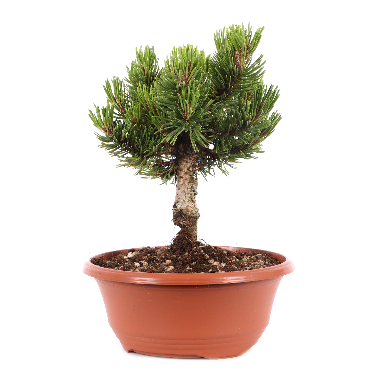 Pinus mugo 'Sherwood Compact'
