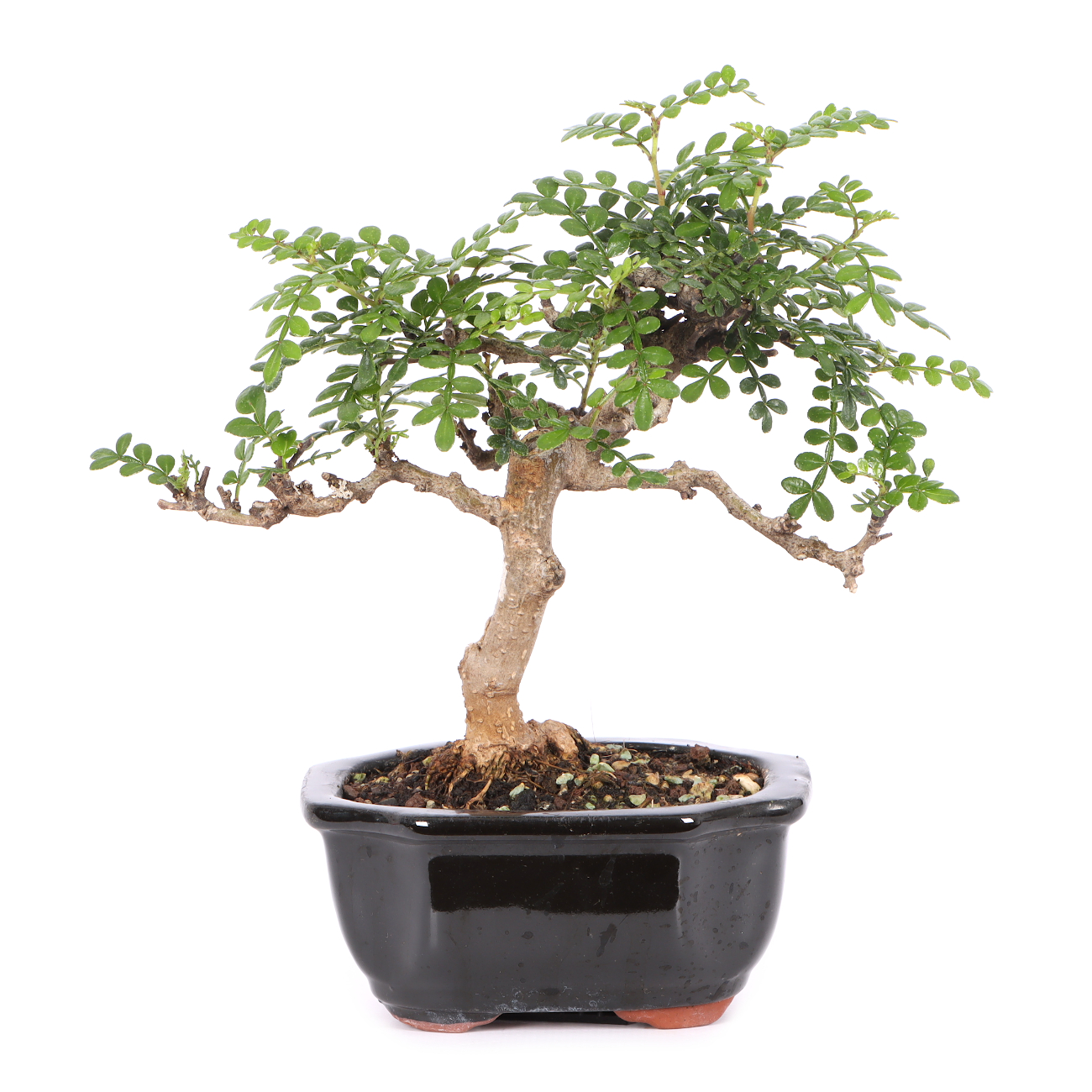 Zanthoxylum spec.