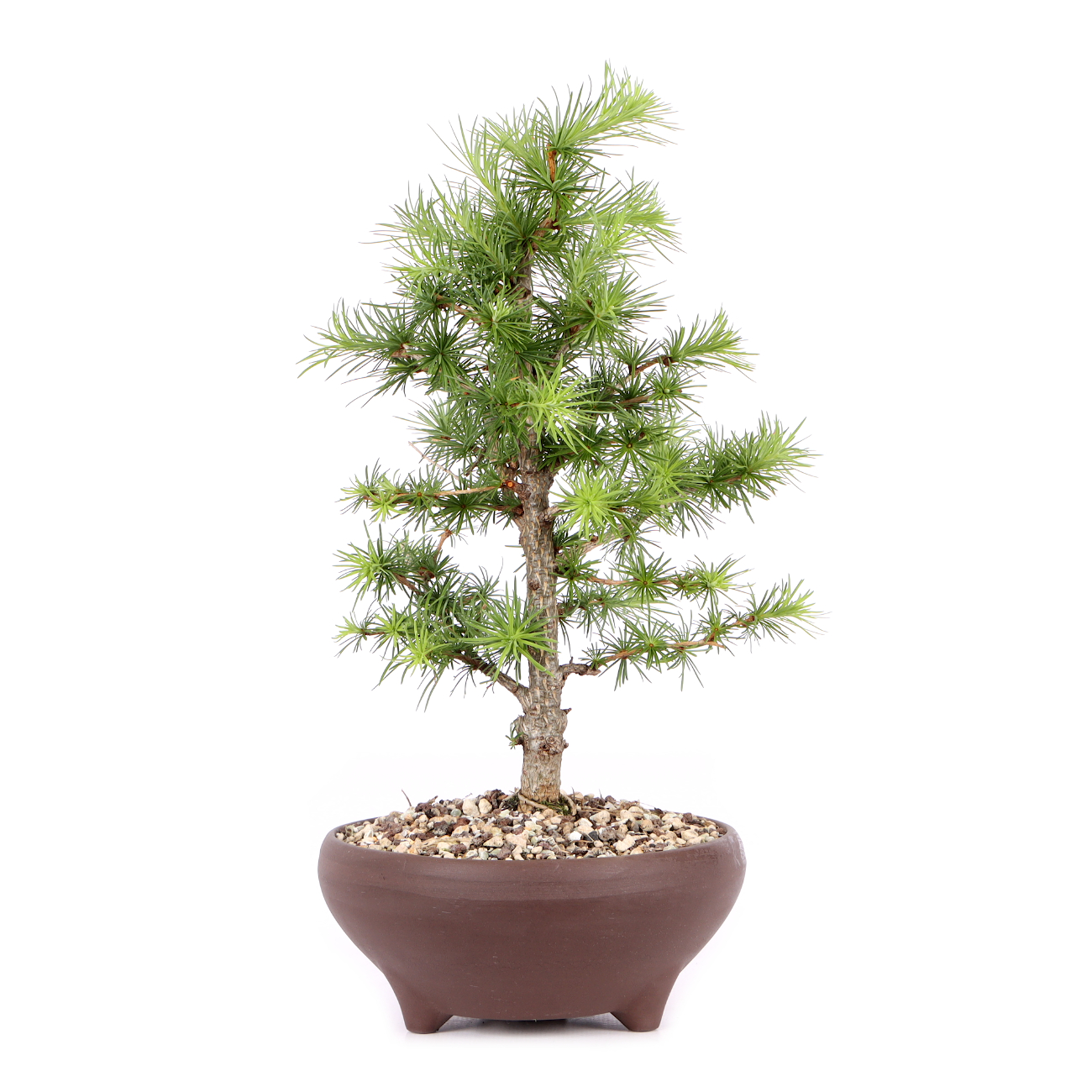 Larix kaempferi