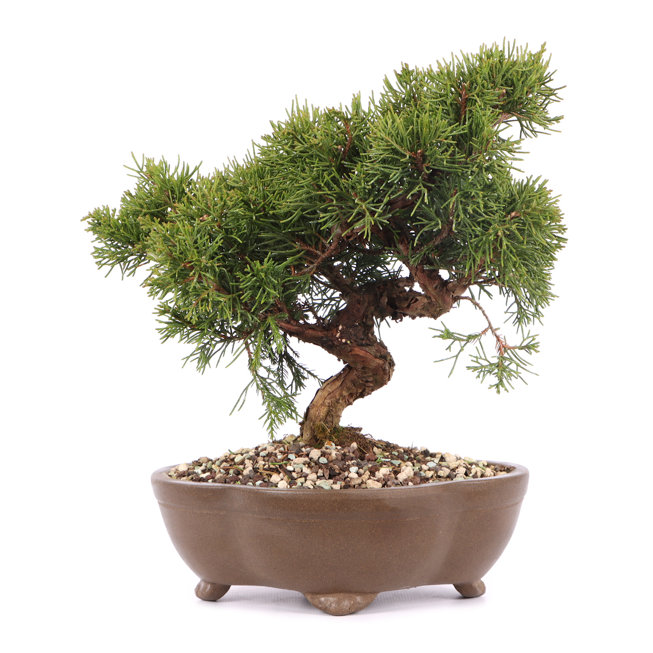 Juniperus chinensis 'Itoigawa'