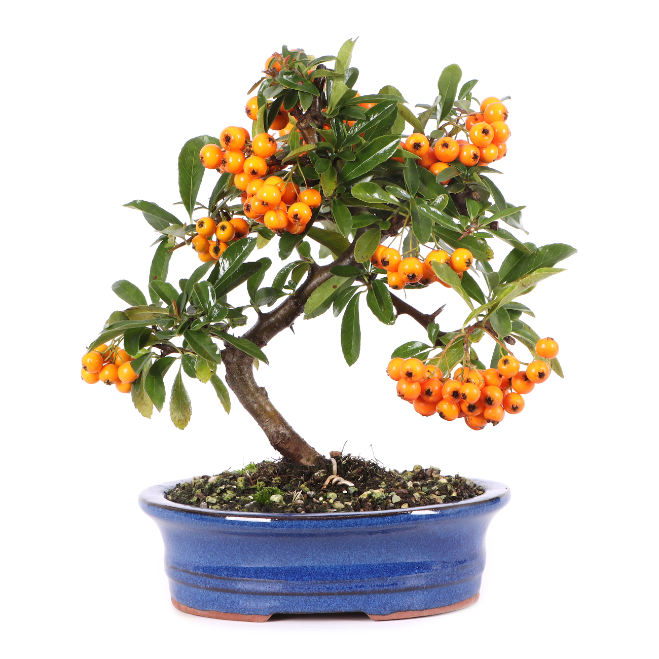 Pyracantha coccinea 'Orange Glow'