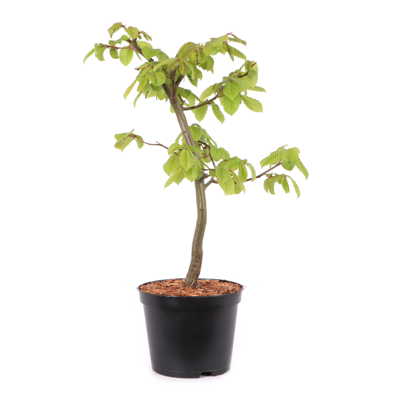 Carpinus betulus