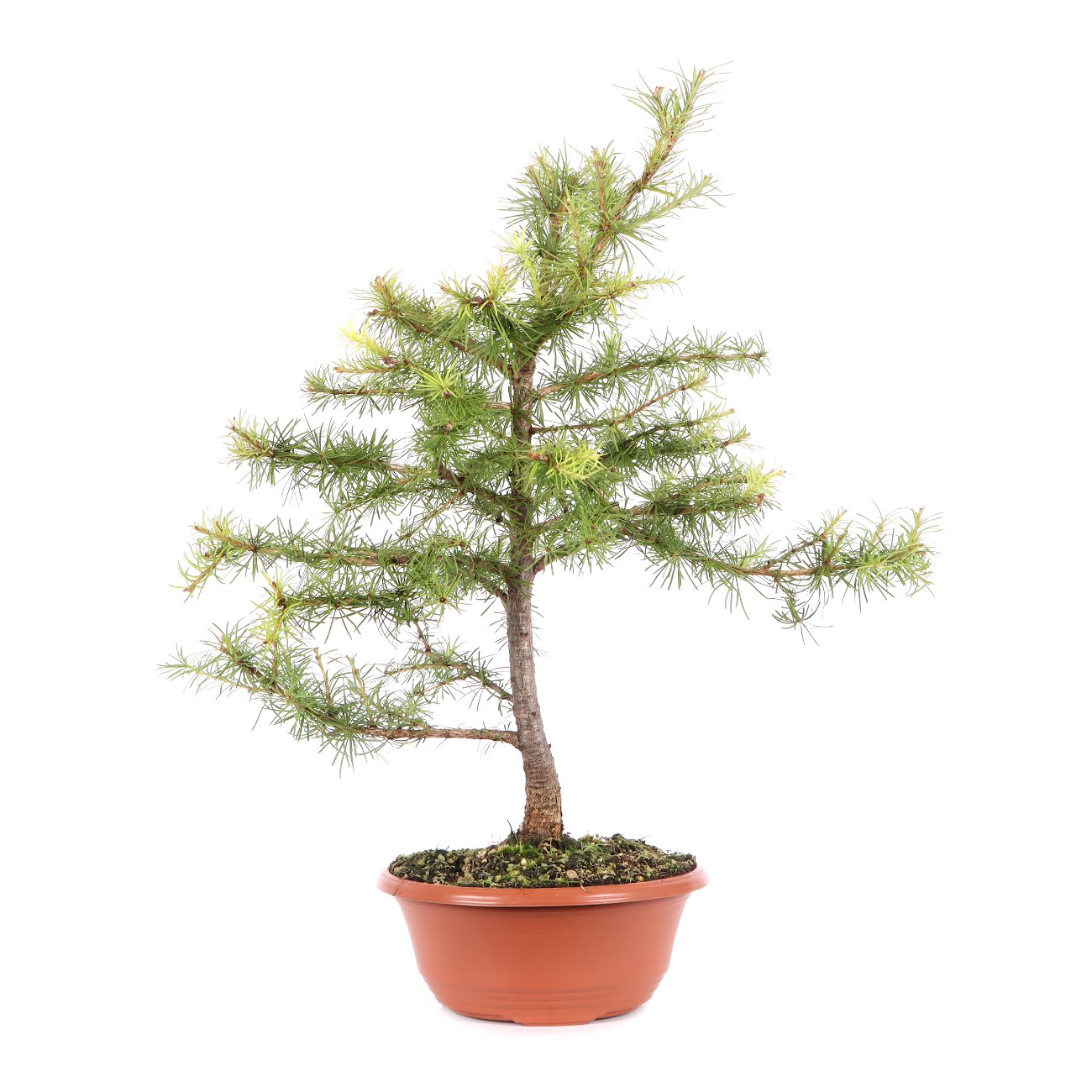 Larix kaempferi