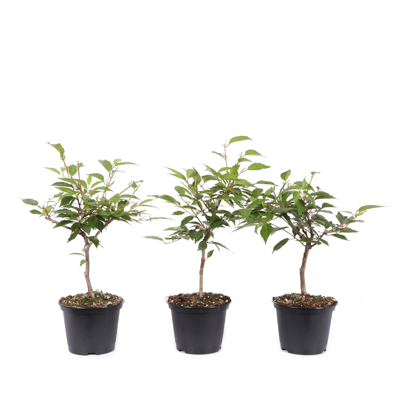 Prunus incisa 'Paean'