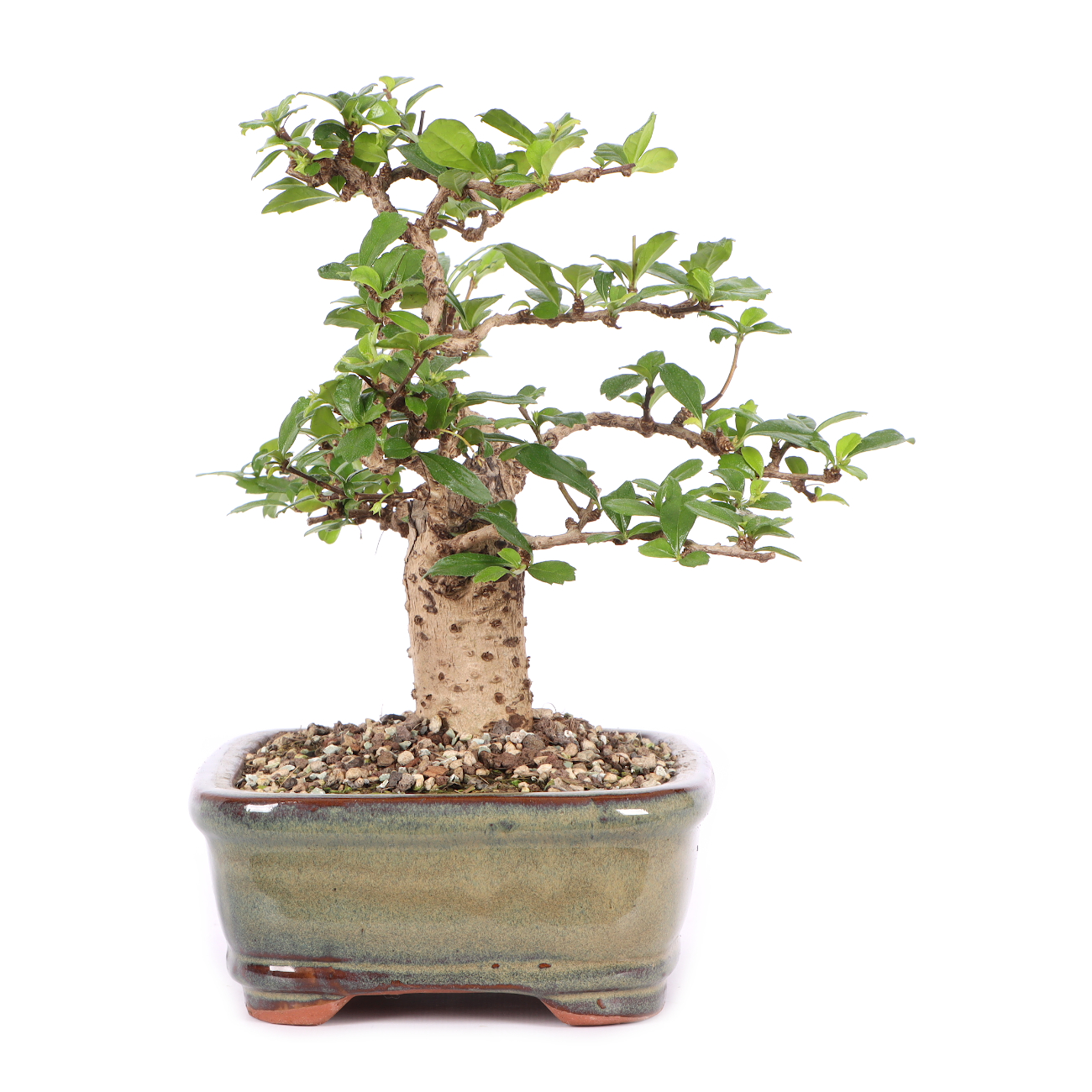 Carmona microphylla