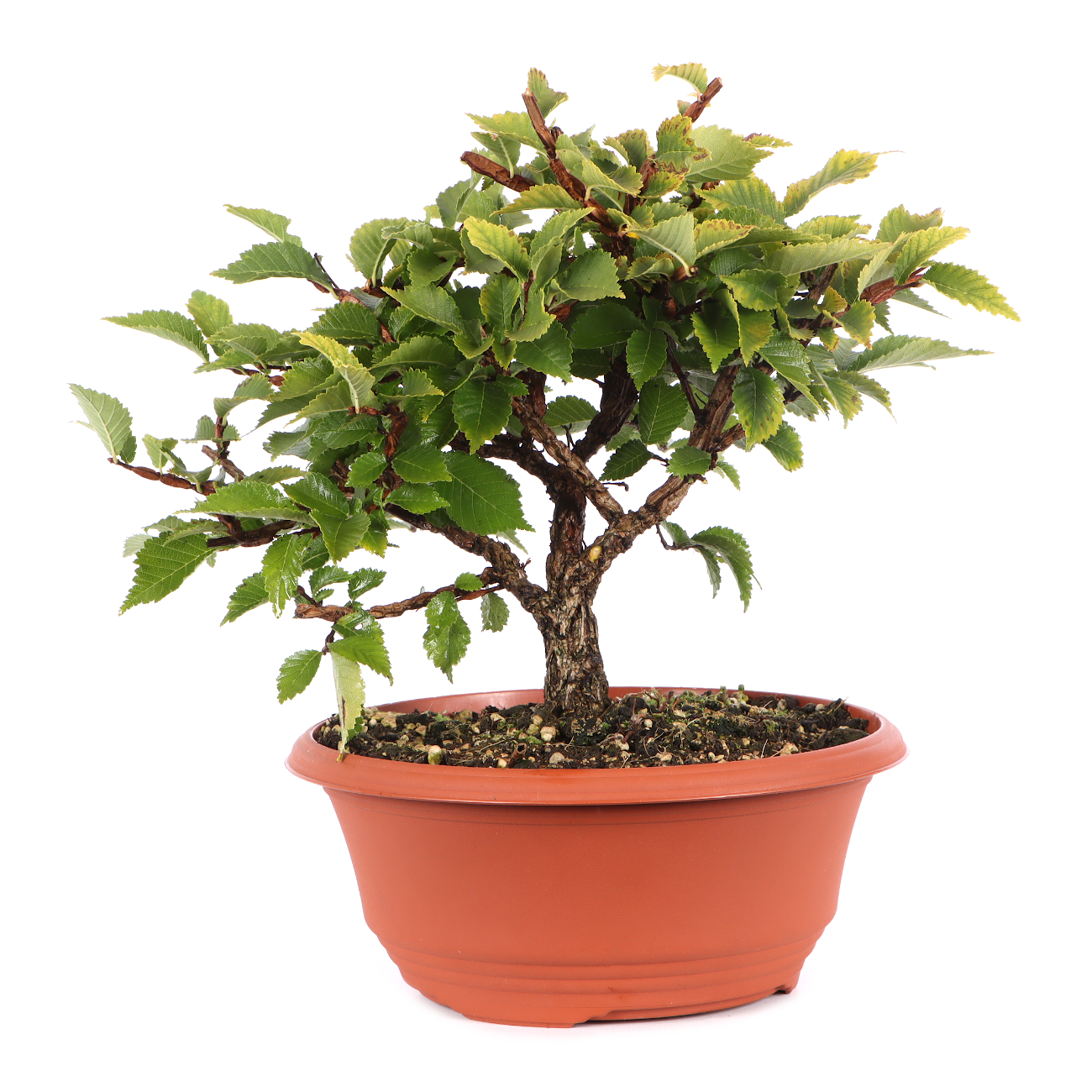 Ulmus minor var.