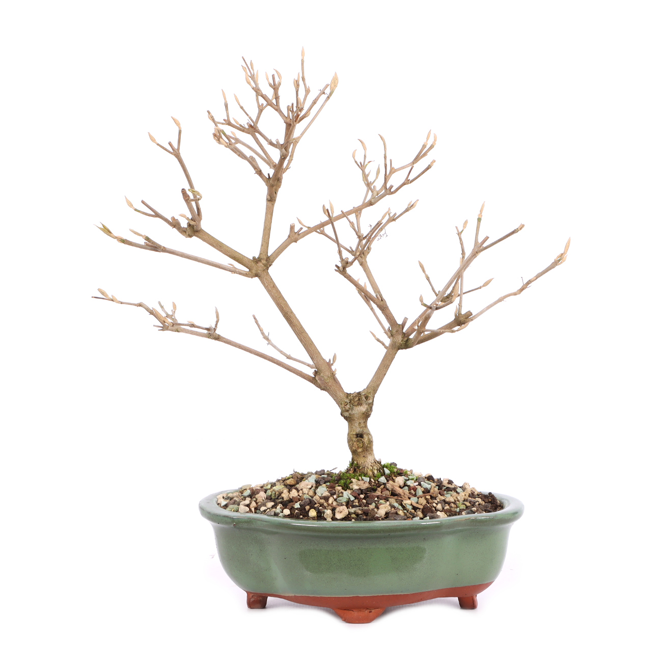 Callicarpa japonica 'Leucocarpa'