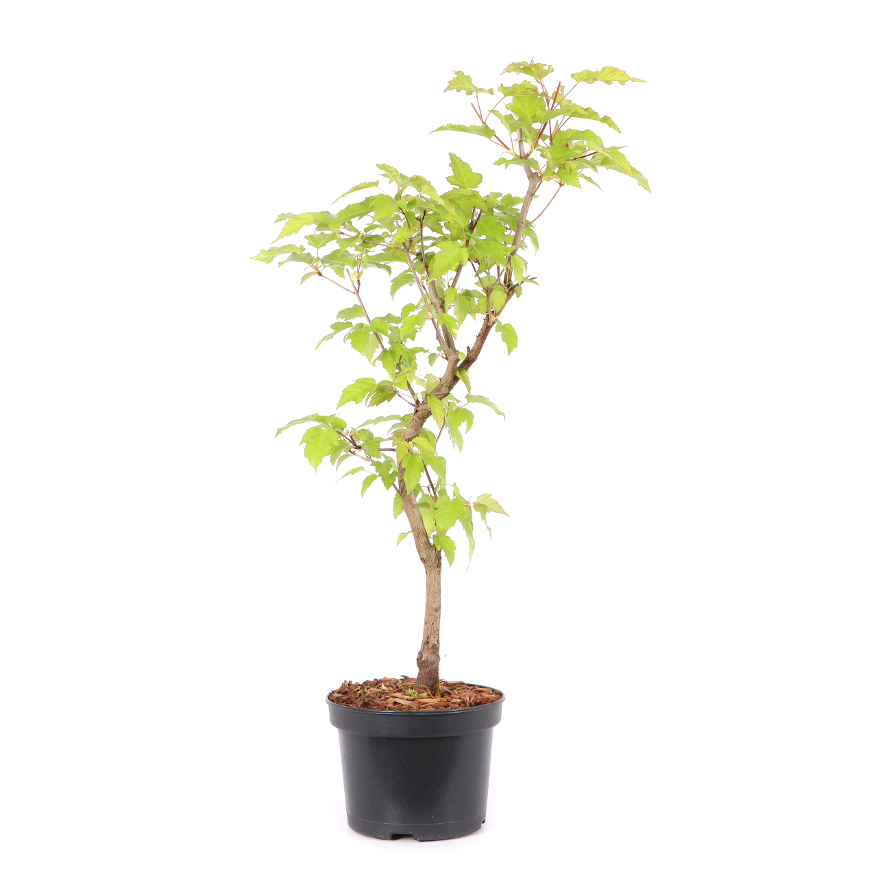 Acer ginnala