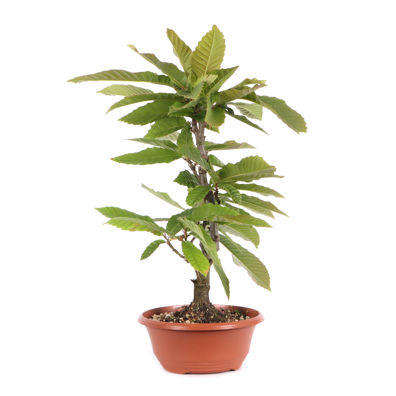 Castanea sativa