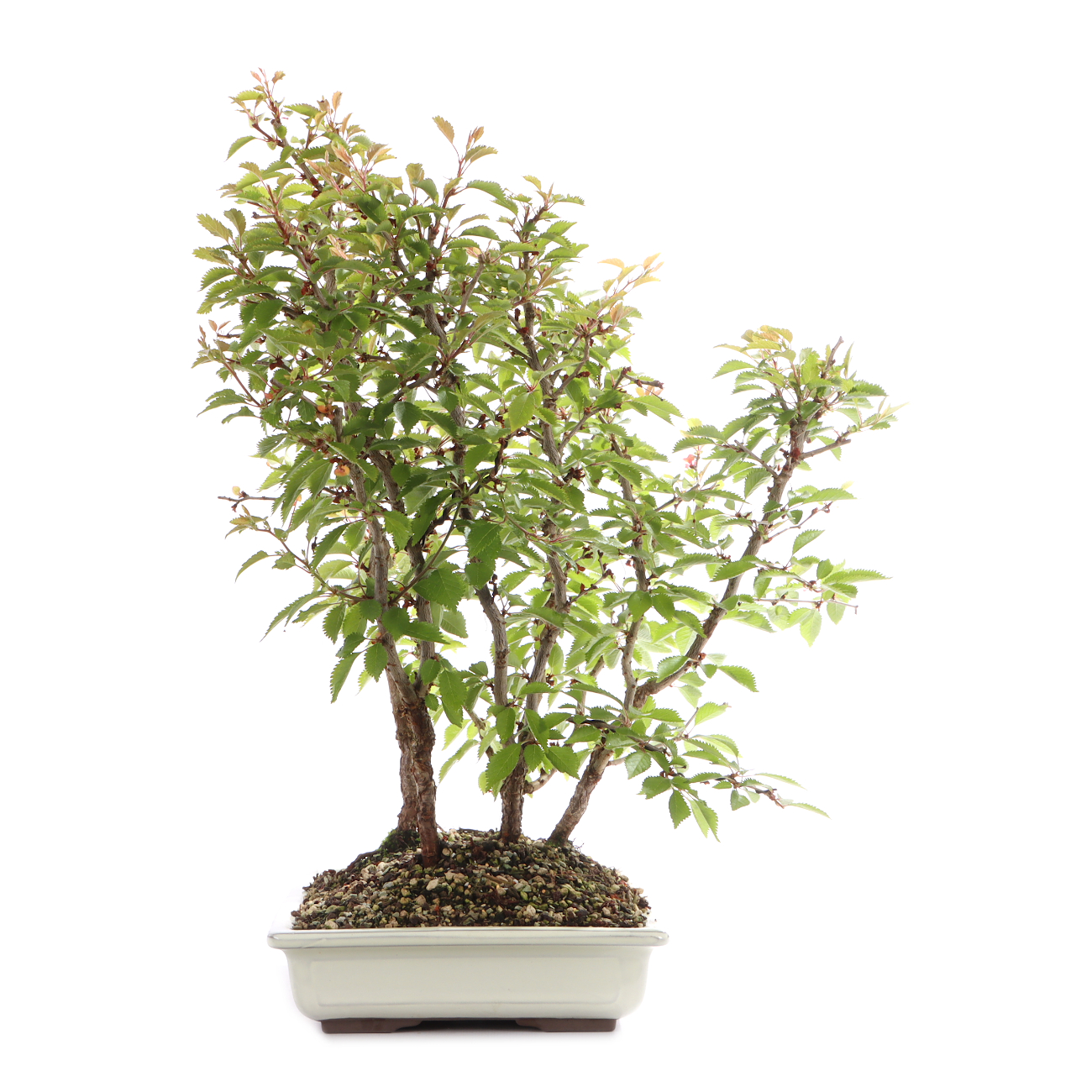 Prunus incisa 'Kojou-no-mai'
