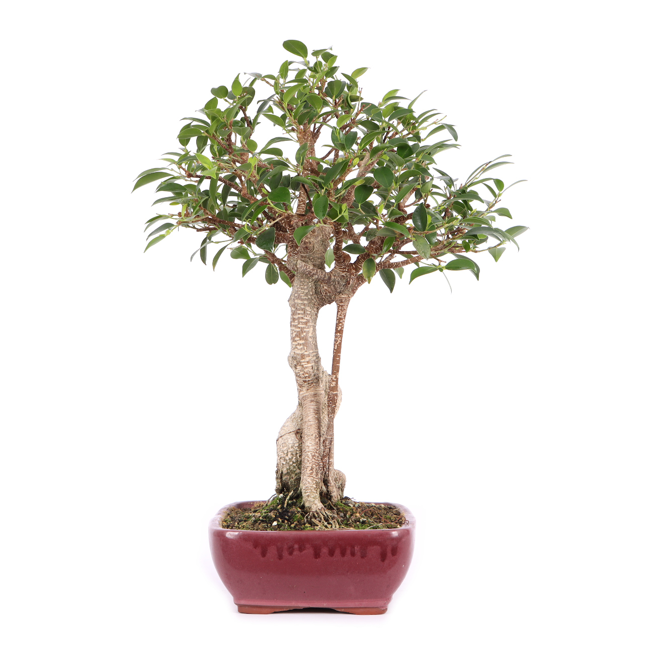 Seitenansicht rechts