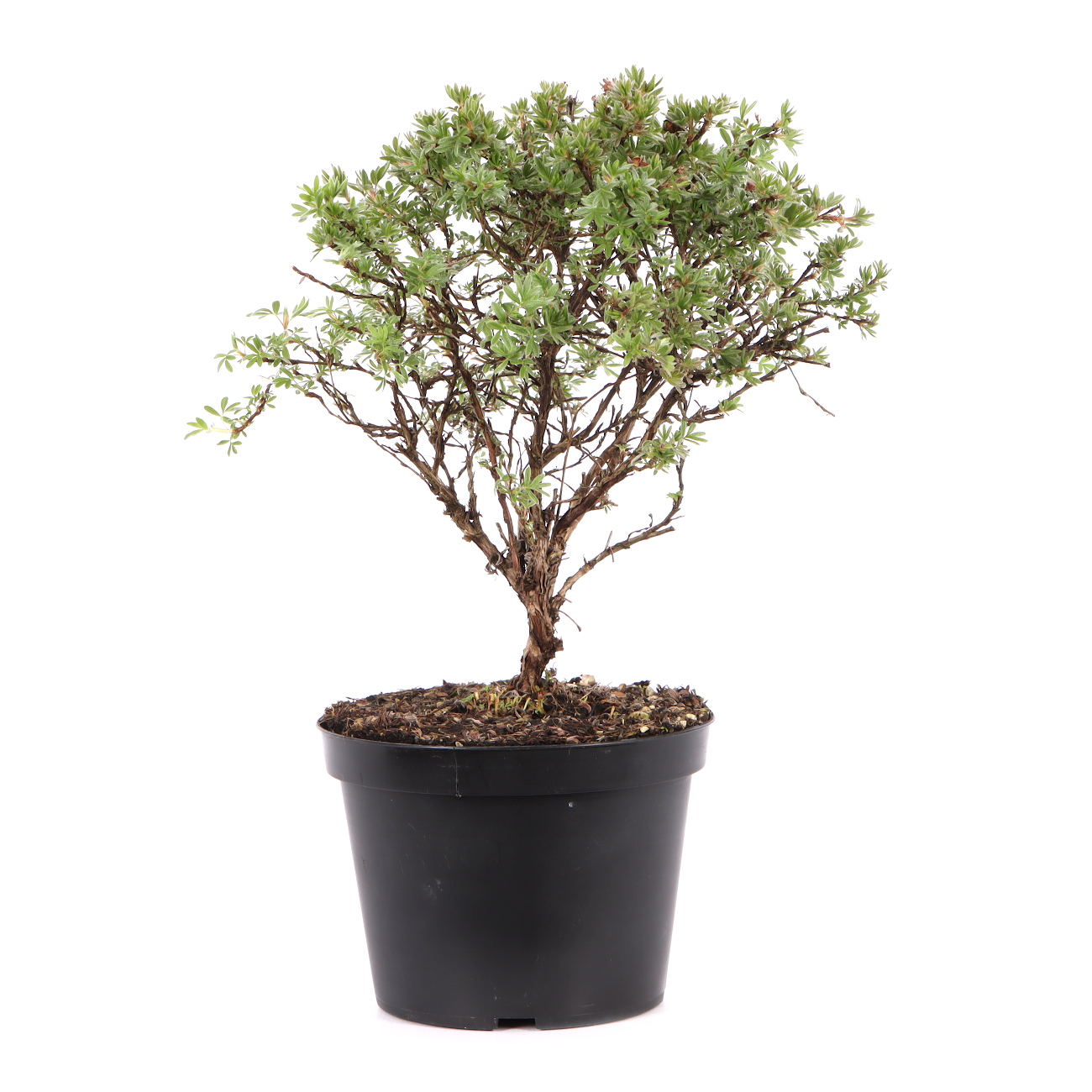 Potentilla fruticosa 'Kobold'