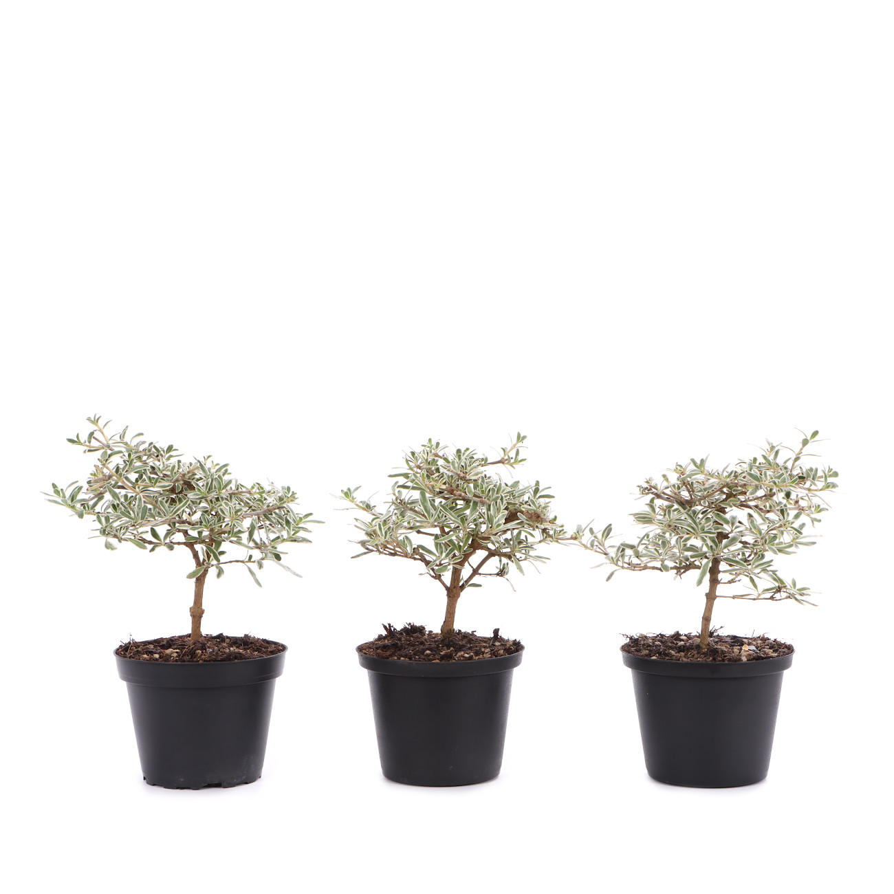 Coprosma x kirkii 'Variegata'