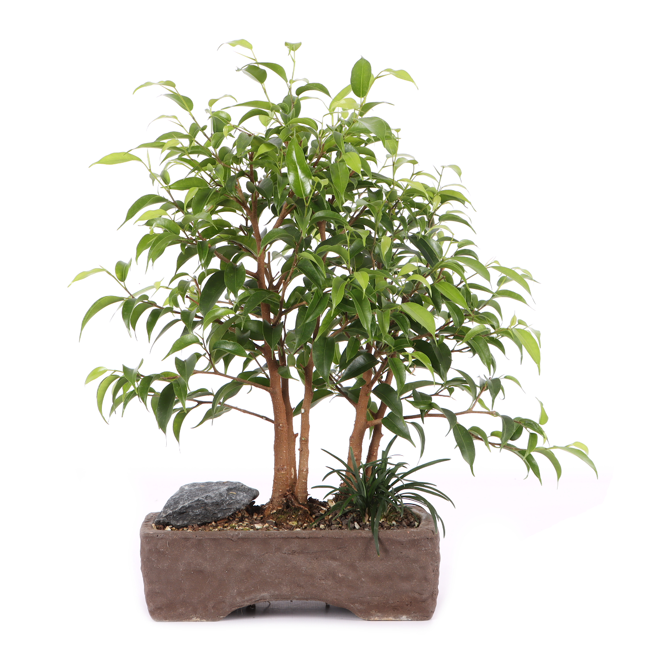 Ficus benjamina 'Natasja'