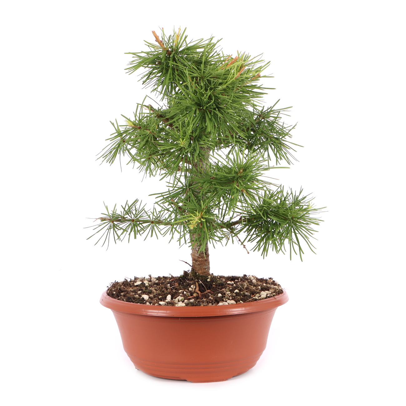 Larix decidua