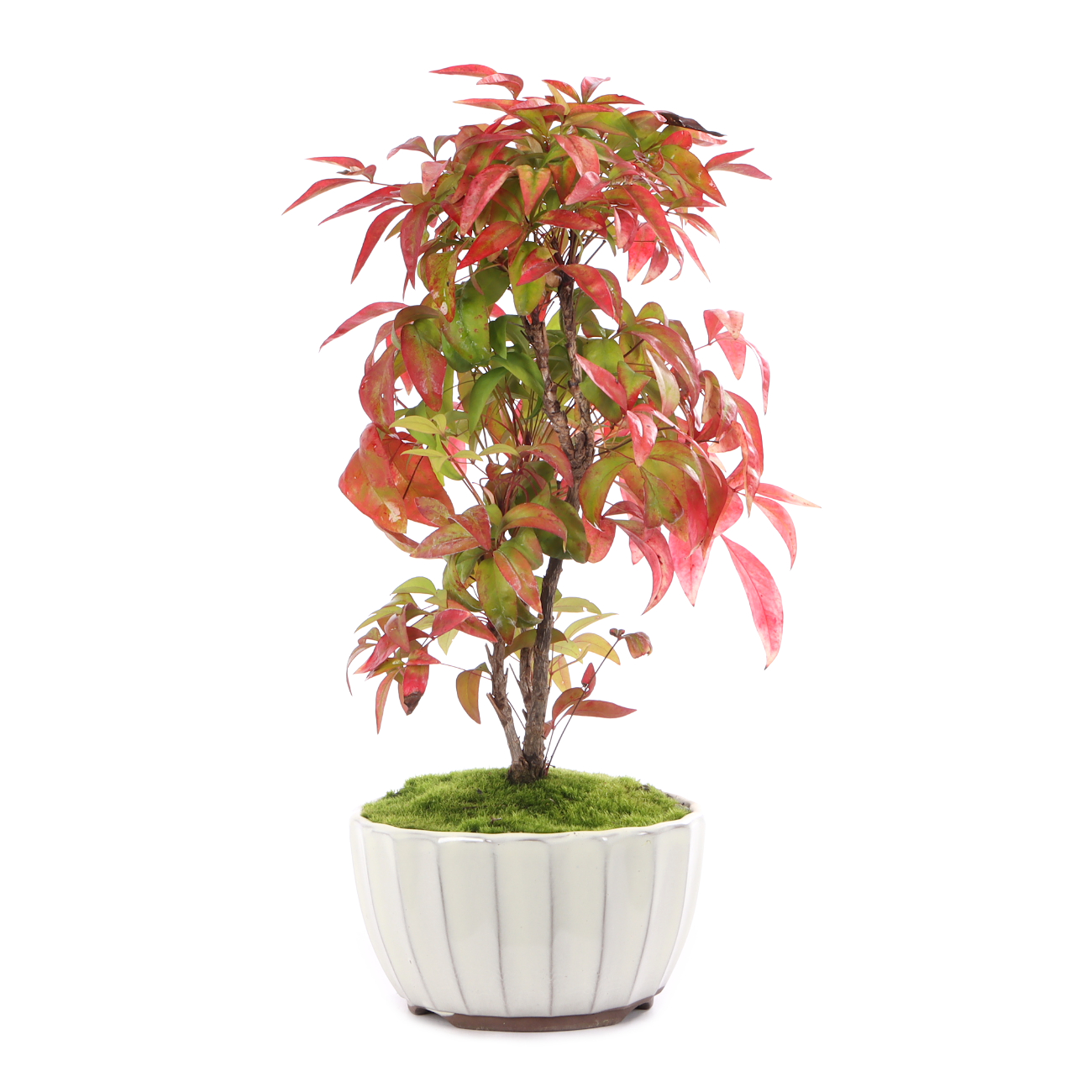 Nandina domestica 'Fire Power'