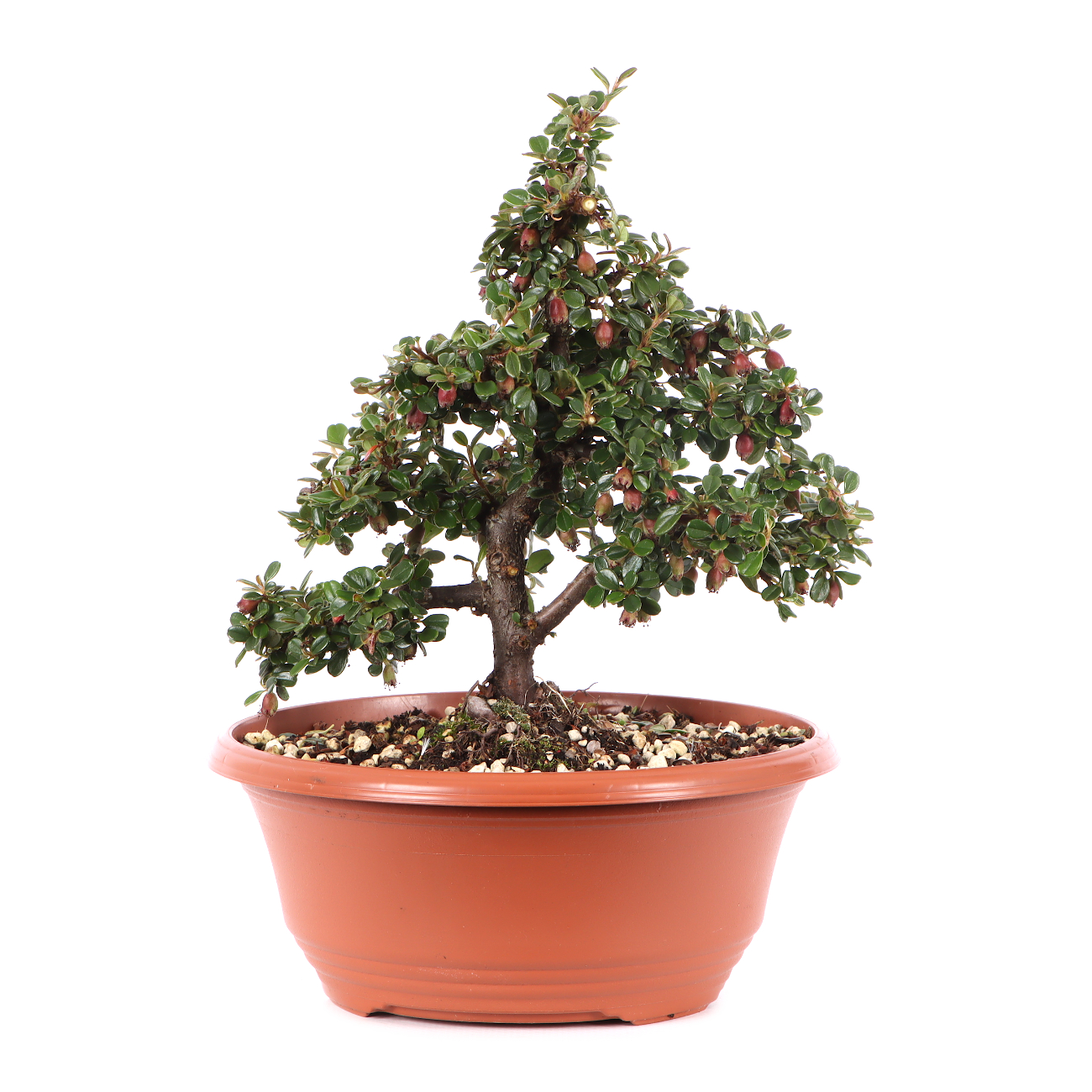 Cotoneaster microphyllus 'Cochleatus'