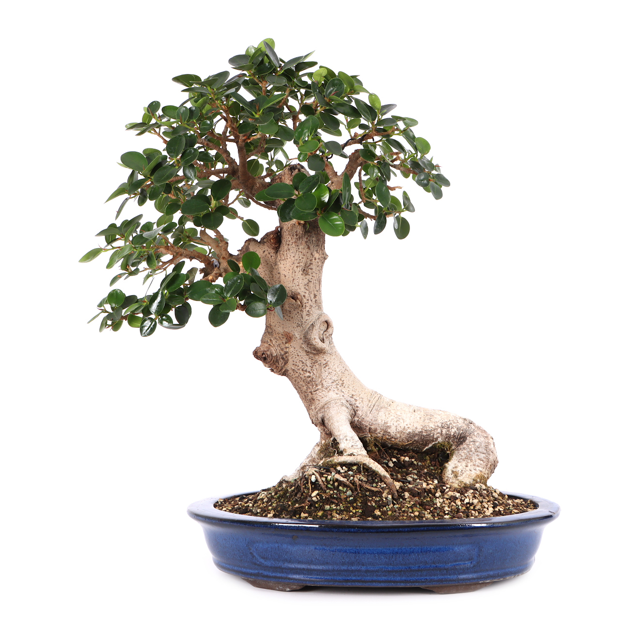 Ficus microcarpa 'Shiny'