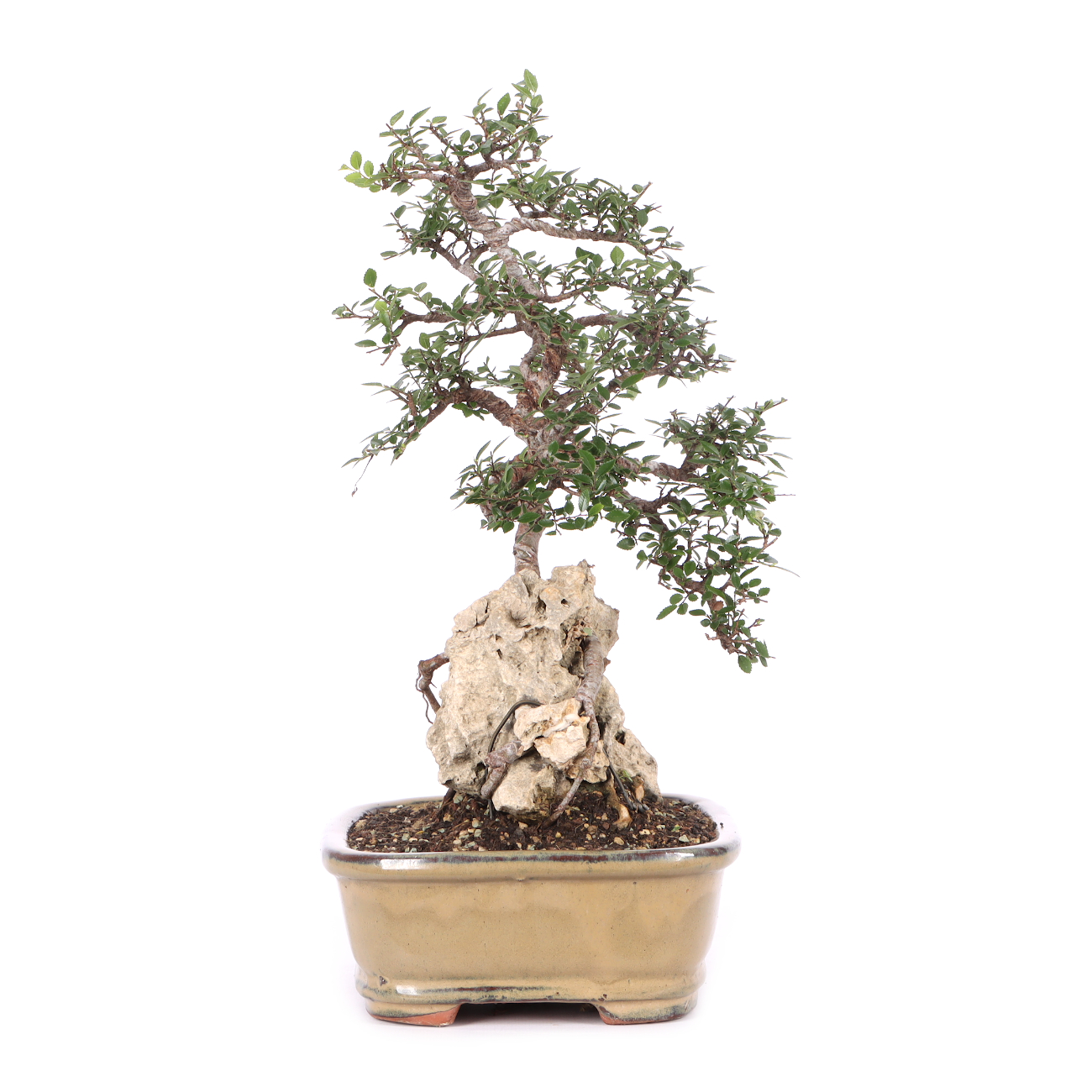 Ulmus parvifolia