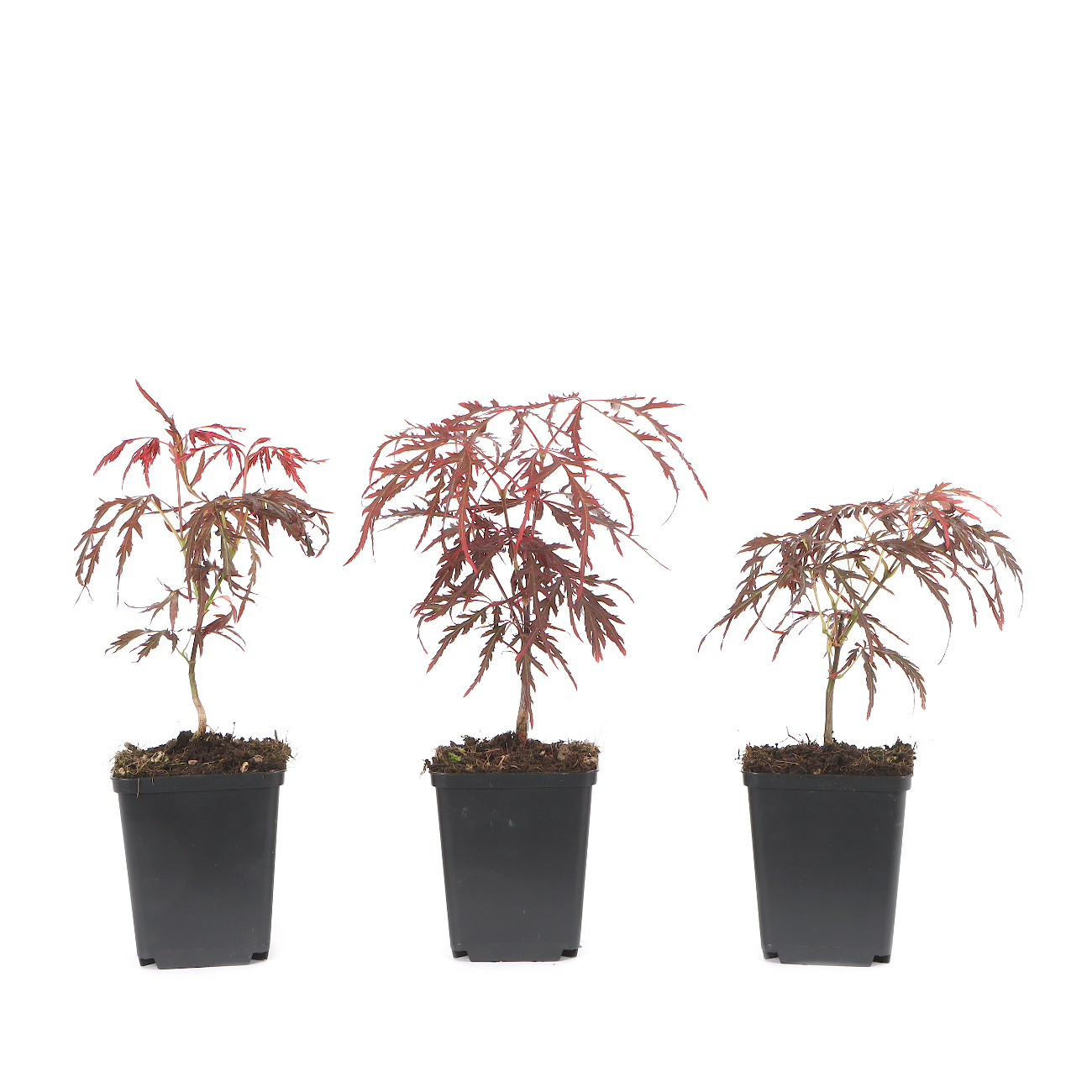 Acer palmatum 'Dissectum Atropurpureum'