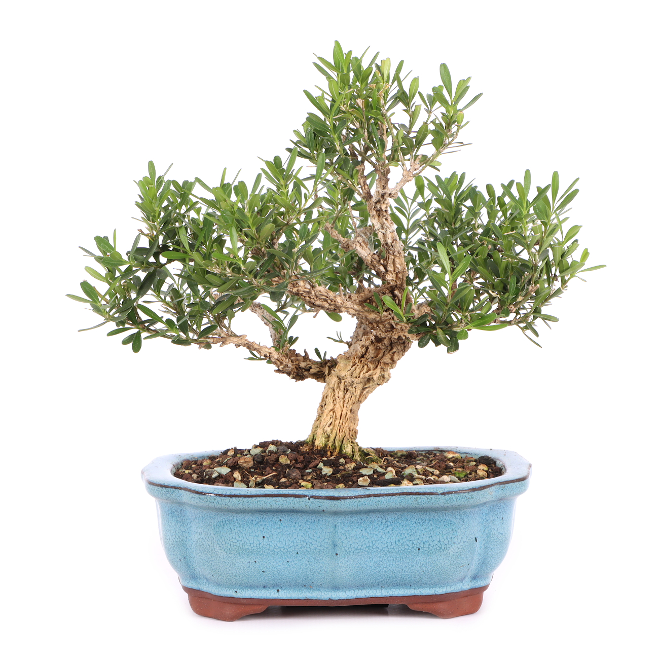 Buxus sinica var. sinica