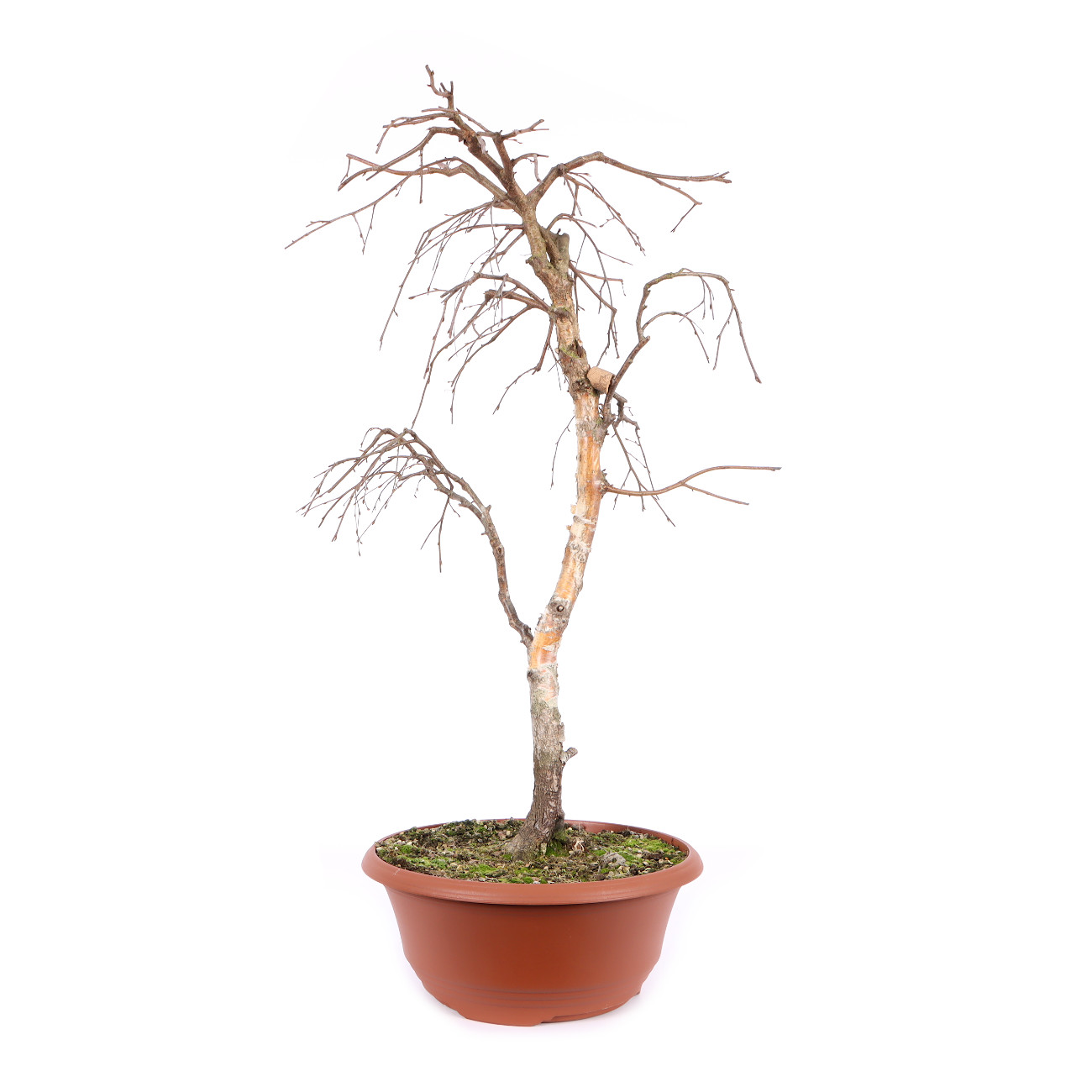 Betula pendula 'Youngii'