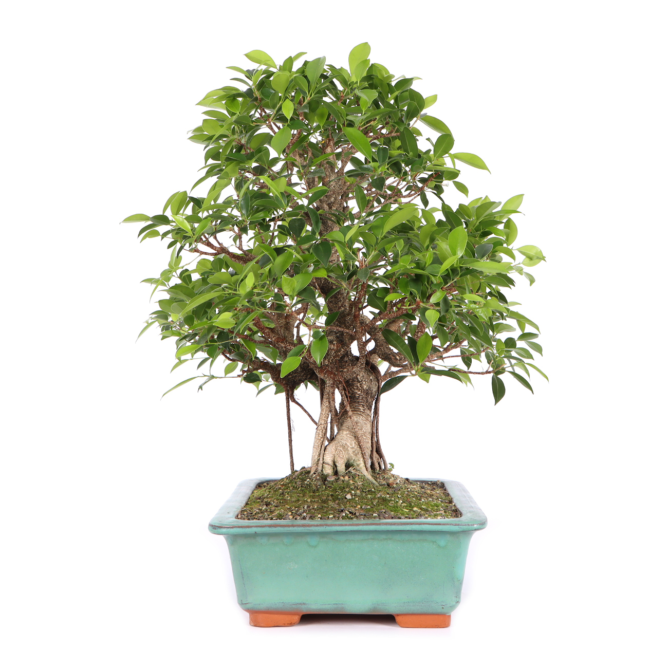 Seitenansicht rechts