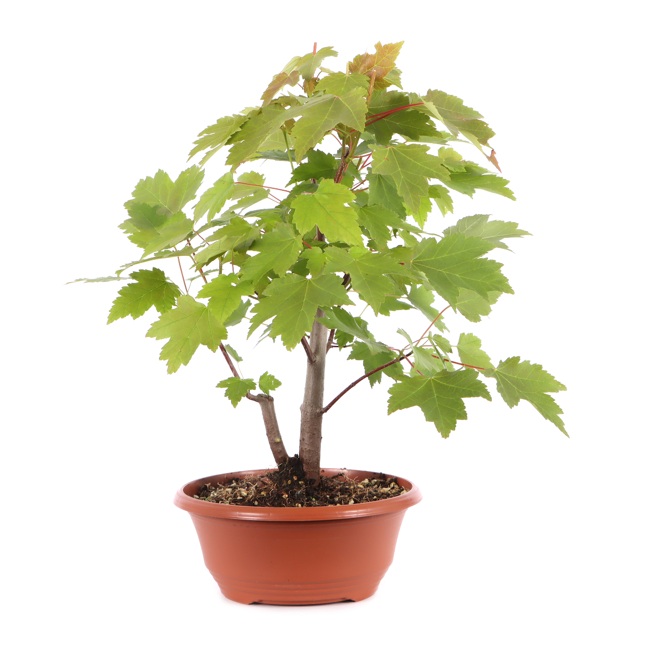 Acer rubrum 'October Glory'