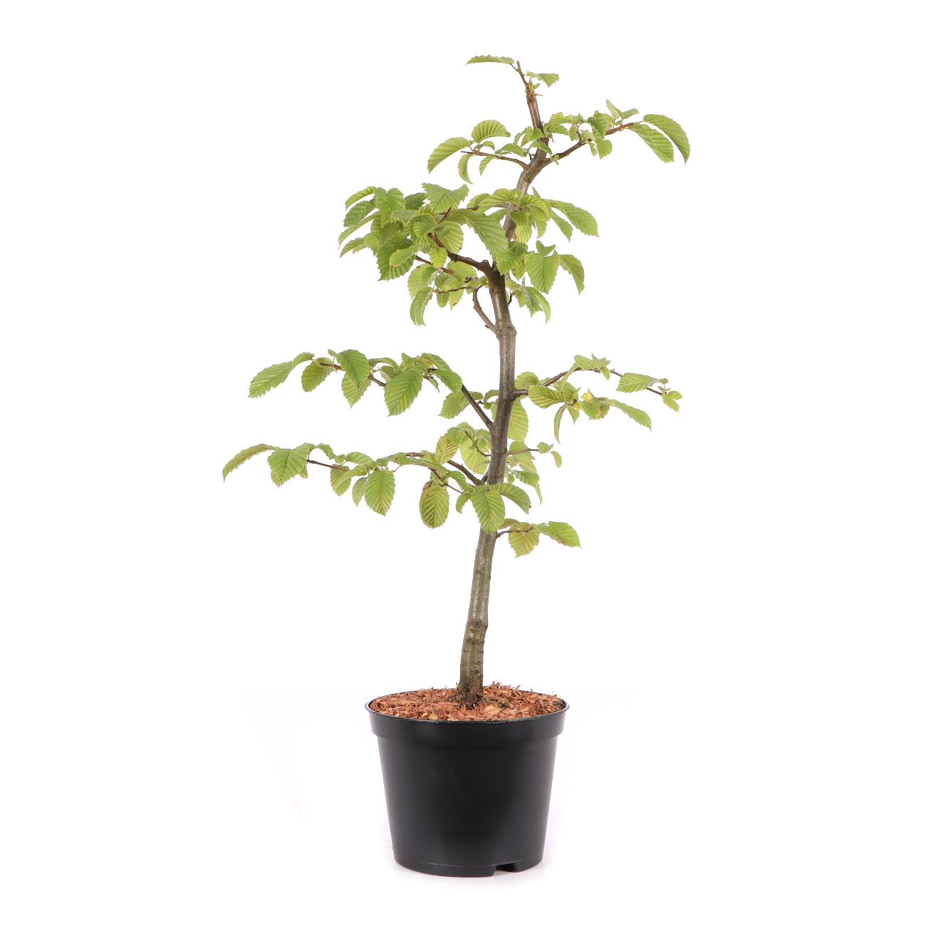 Carpinus betulus