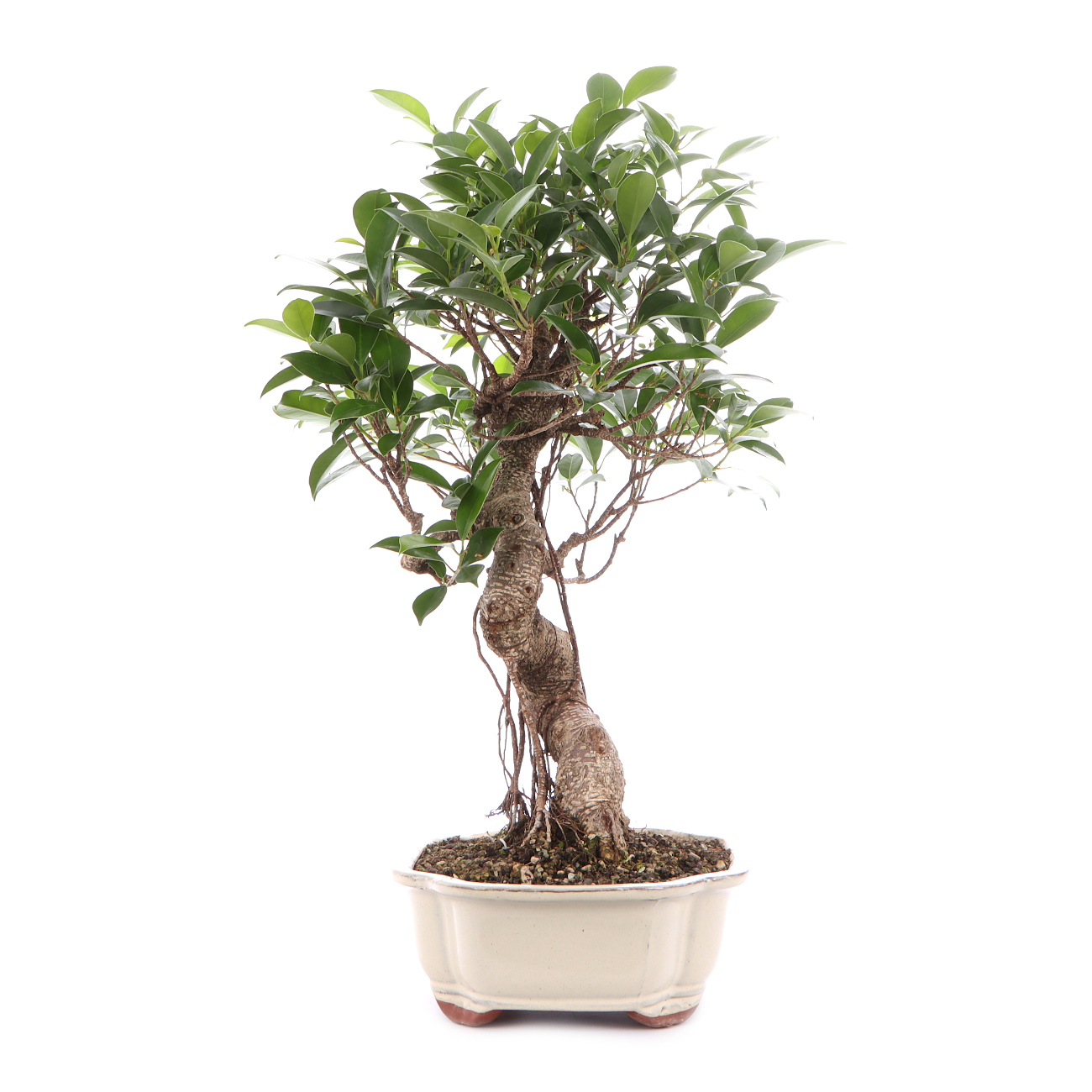 Seitenansicht rechts