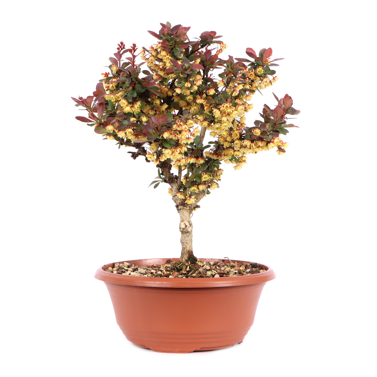 Seitenansicht rechts