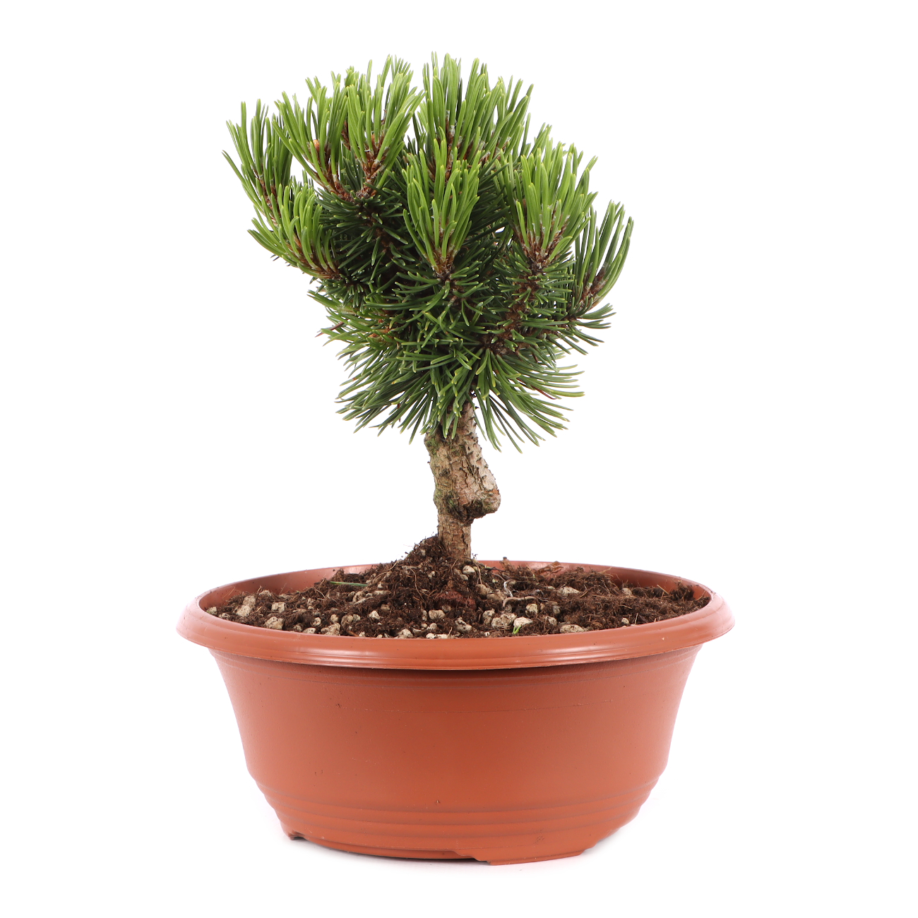 Pinus mugo 'Sherwood Compact'