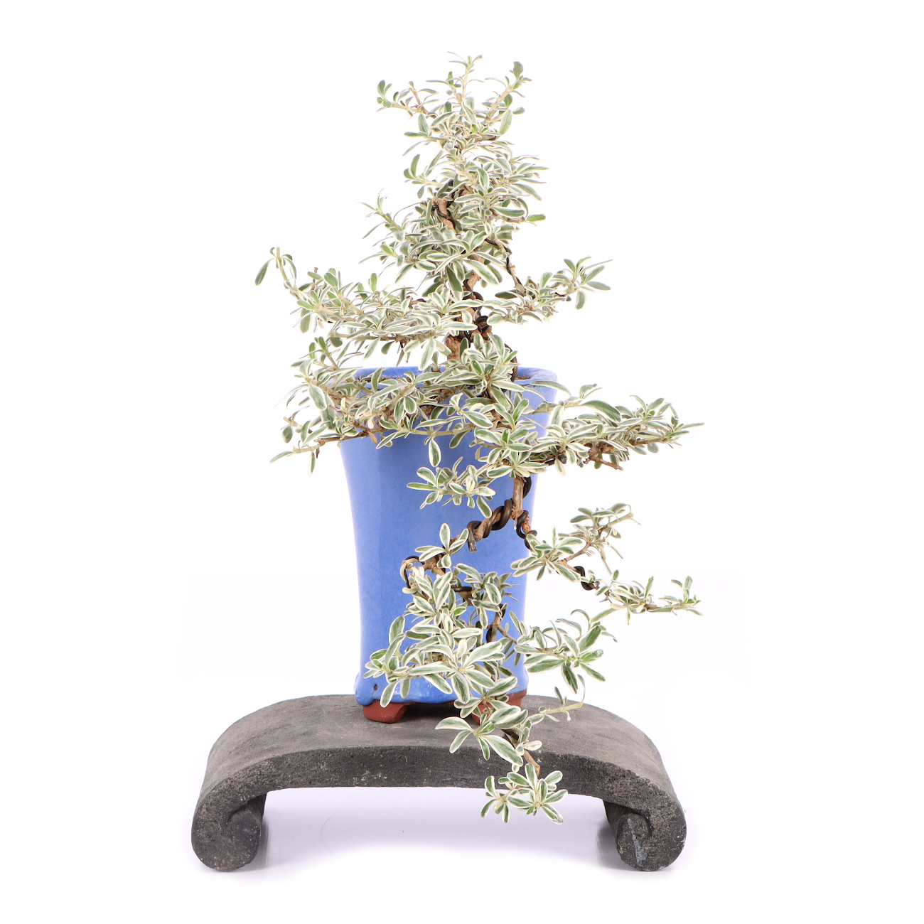 Seitenansicht rechts