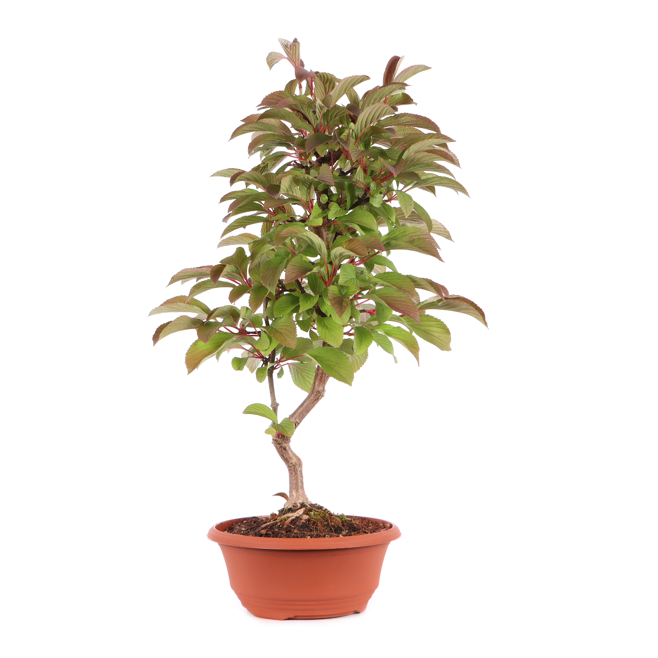 Viburnum x bodnantense 'Dawn'