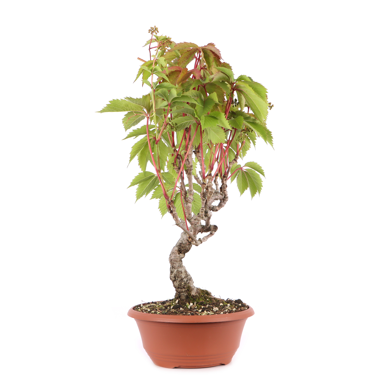Parthenocissus quinquefolia