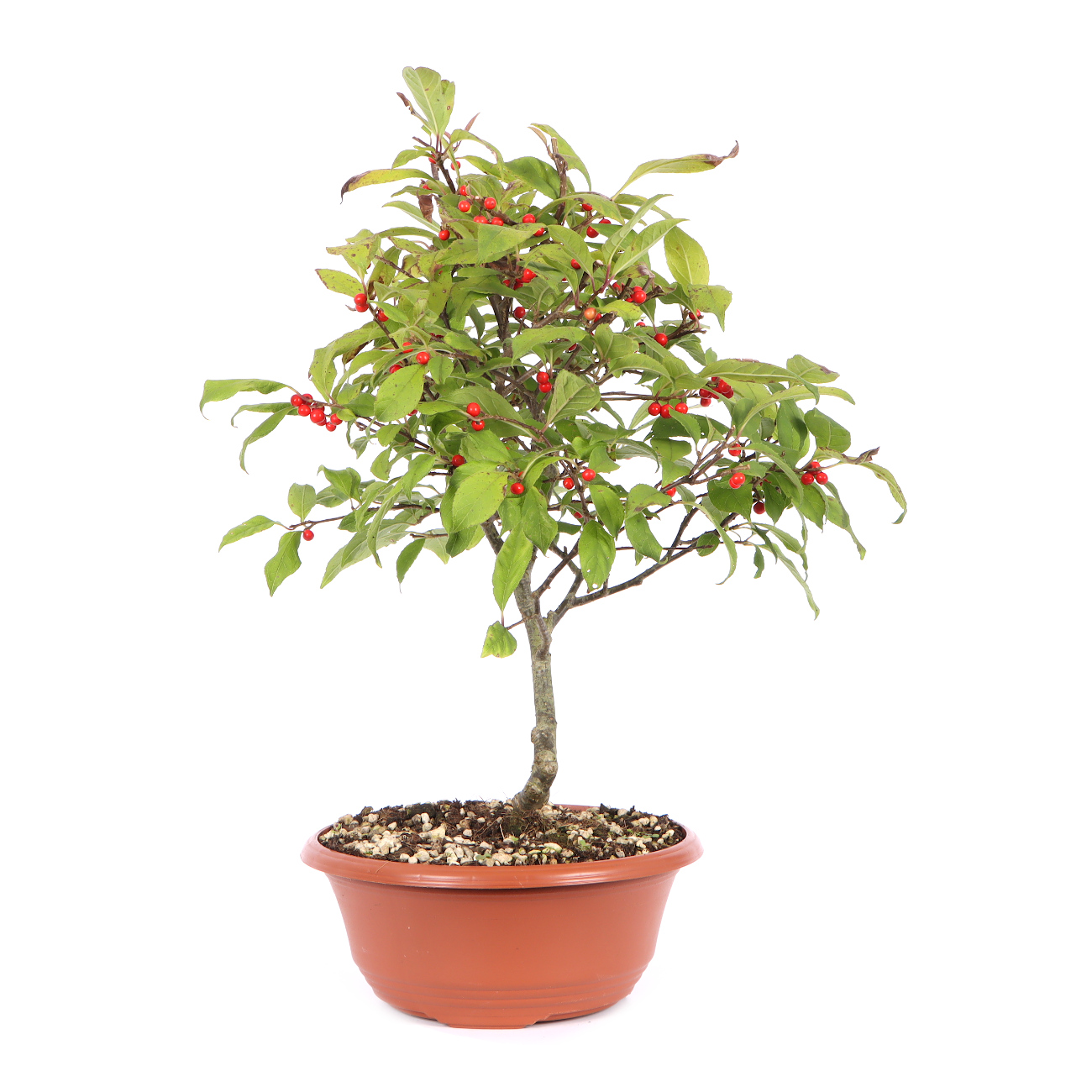 Seitenansicht rechts