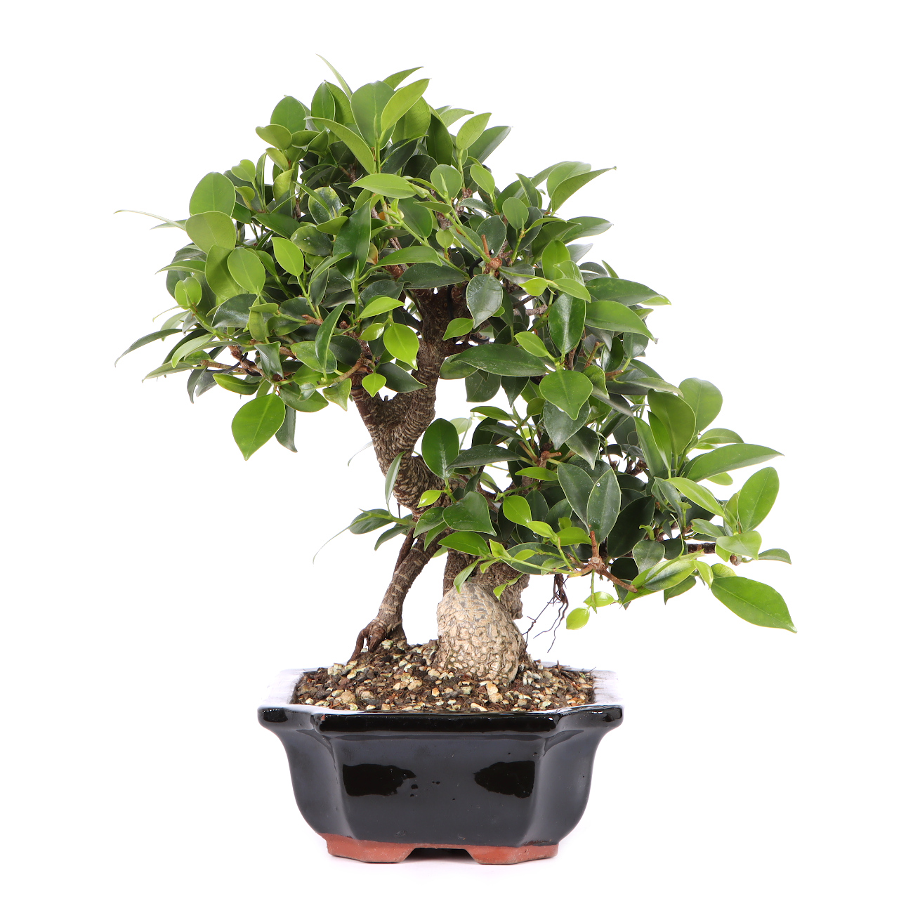 Seitenansicht rechts