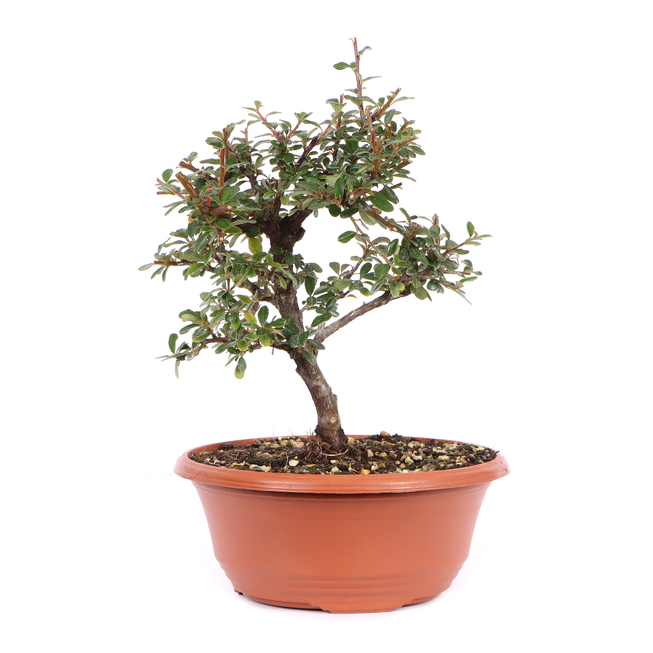 Cotoneaster dammeri 'Skogholm' Kopie