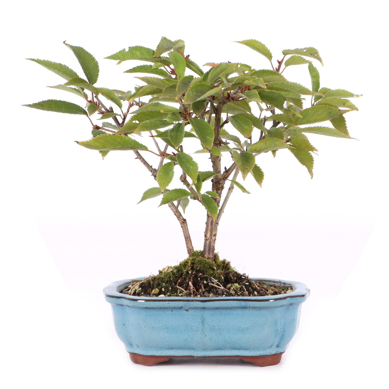 Prunus subhirtella 'Okame'
