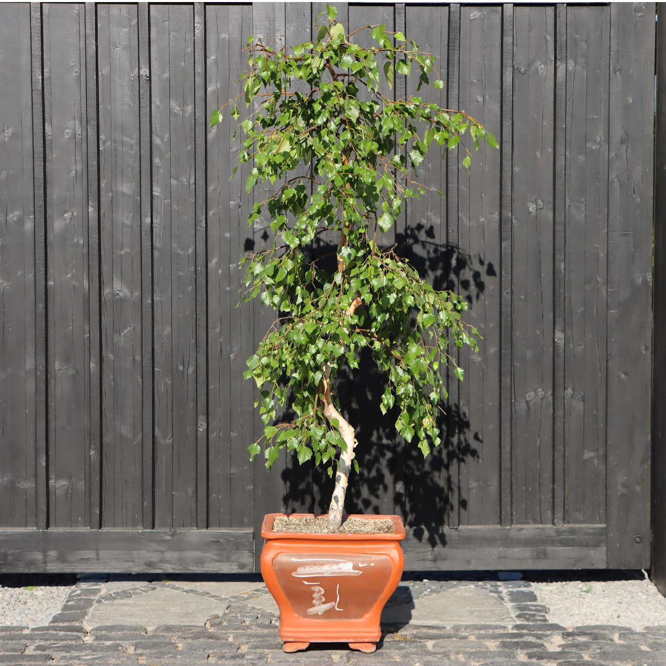 Betula pendula 'Youngii'